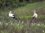 Day05 - 02 * Maguari Storks